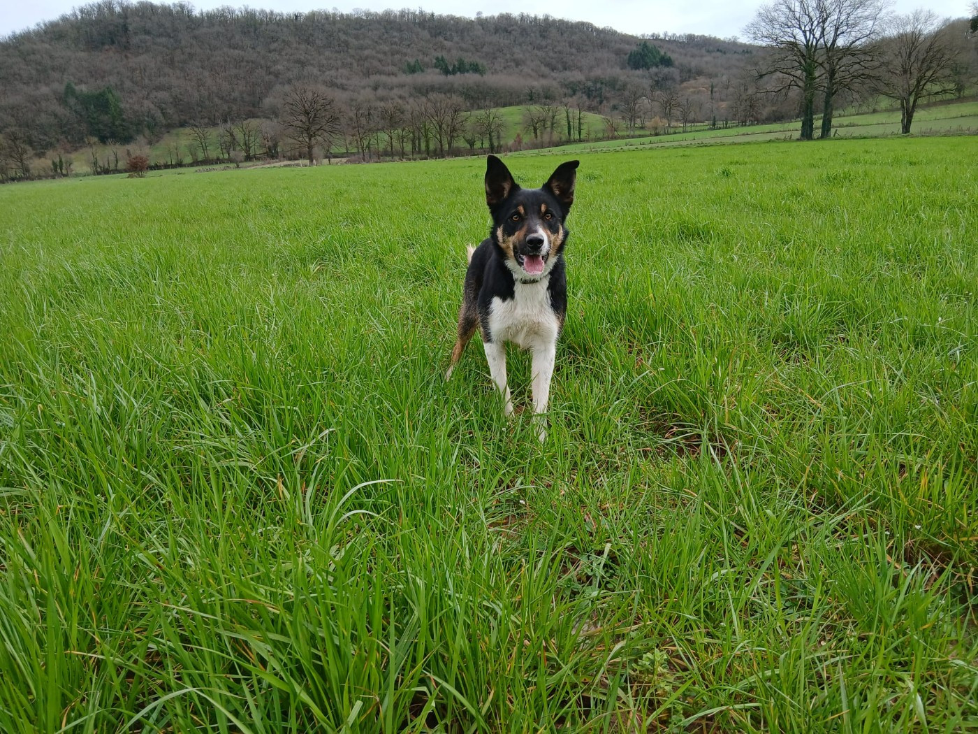 Vaïa du Blue des Alpages